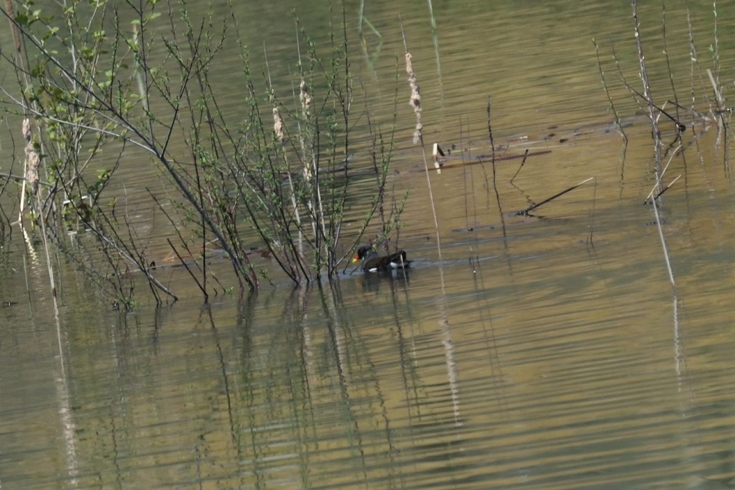 Eurasian Moorhen